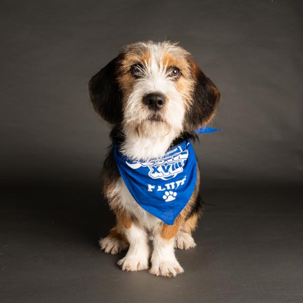 Meet All the Players from Puppy Bowl XVIII Watch Highlights From Puppy Bowl Discovery